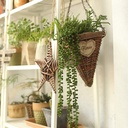 SUCULENTA COLGANTE 60CM