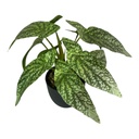 PLANTA BEGONIA ARTIF. 27CM