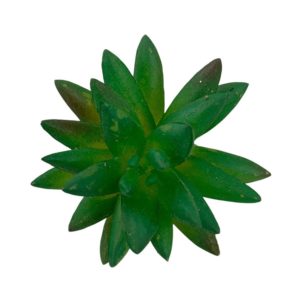 SUCULENTAS Y CACTUS