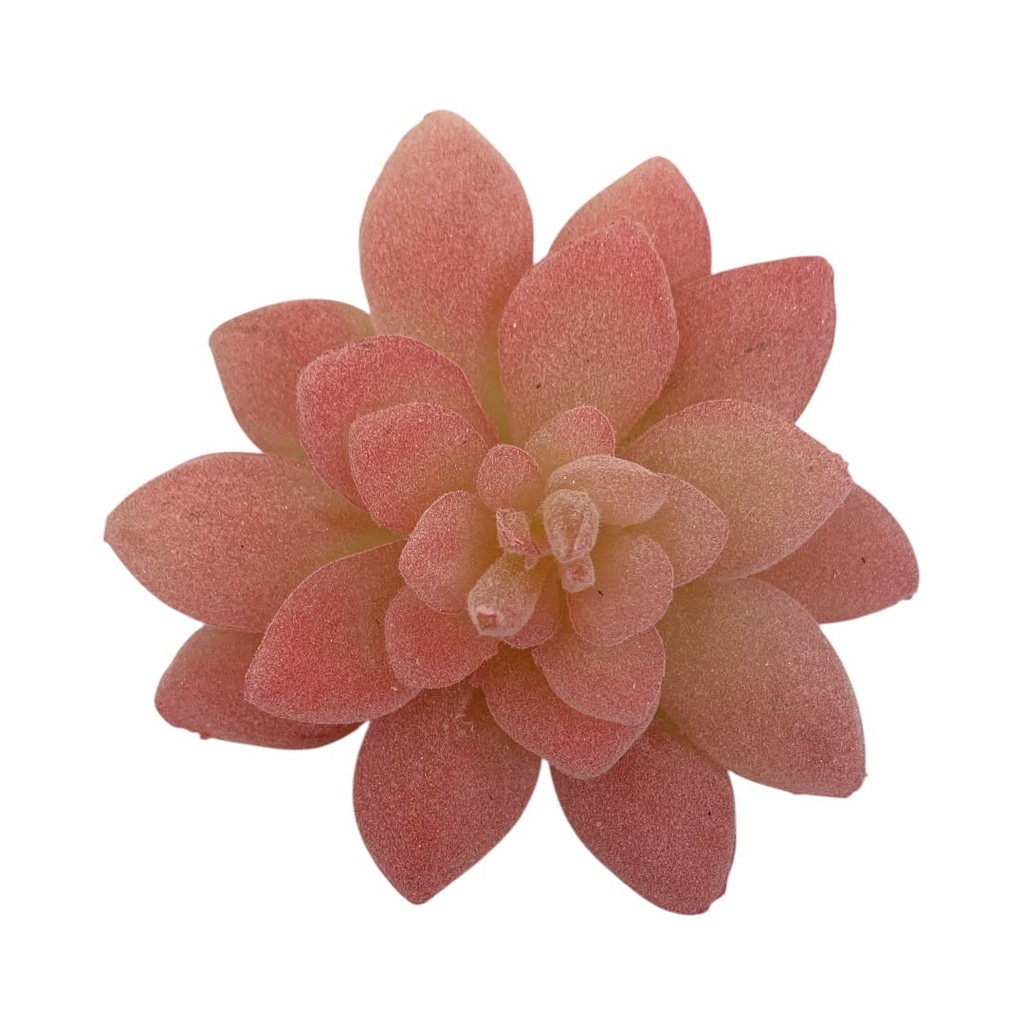 SUCULENTAS Y CACTUS