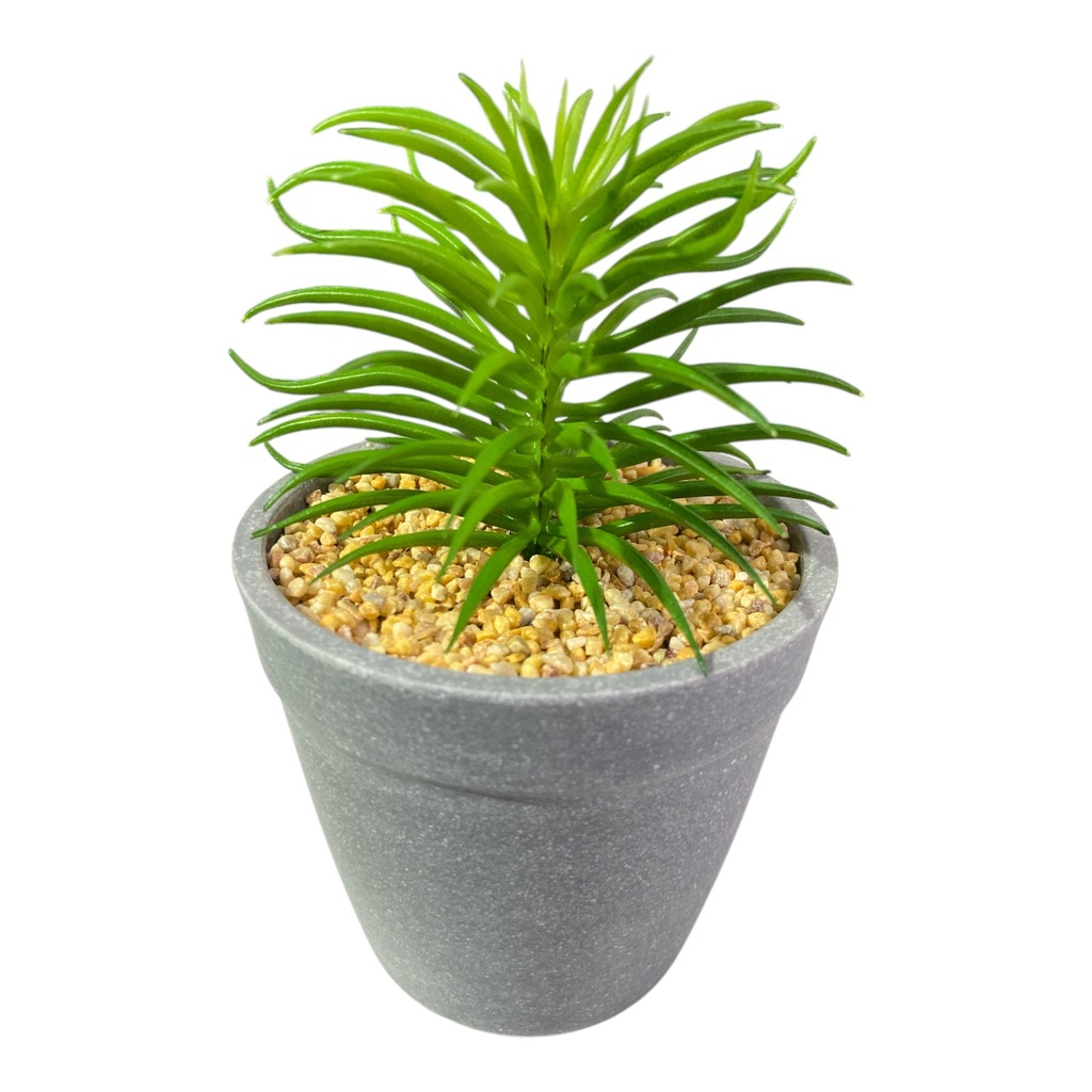 PLANTA MACETA SUCULENTA 20CM