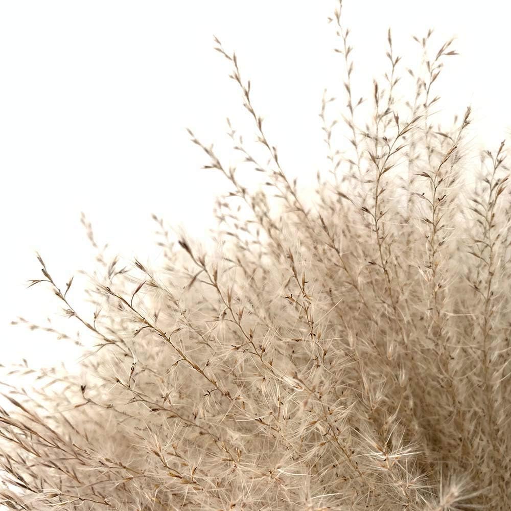 SET 3 PAMPAS NATURALES PEQUEÑAS 38CM