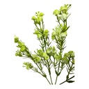 RAMO FLORES GYPSOPHILA, ALIENTO DE BEBE, 30CM