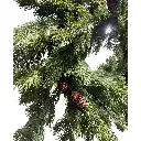 Corona Navideña ramas de pino y piñas, muy realista base de bejucos. Ø65cm