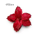 Flor Navideña Terciopelo Roja Ø 33cm