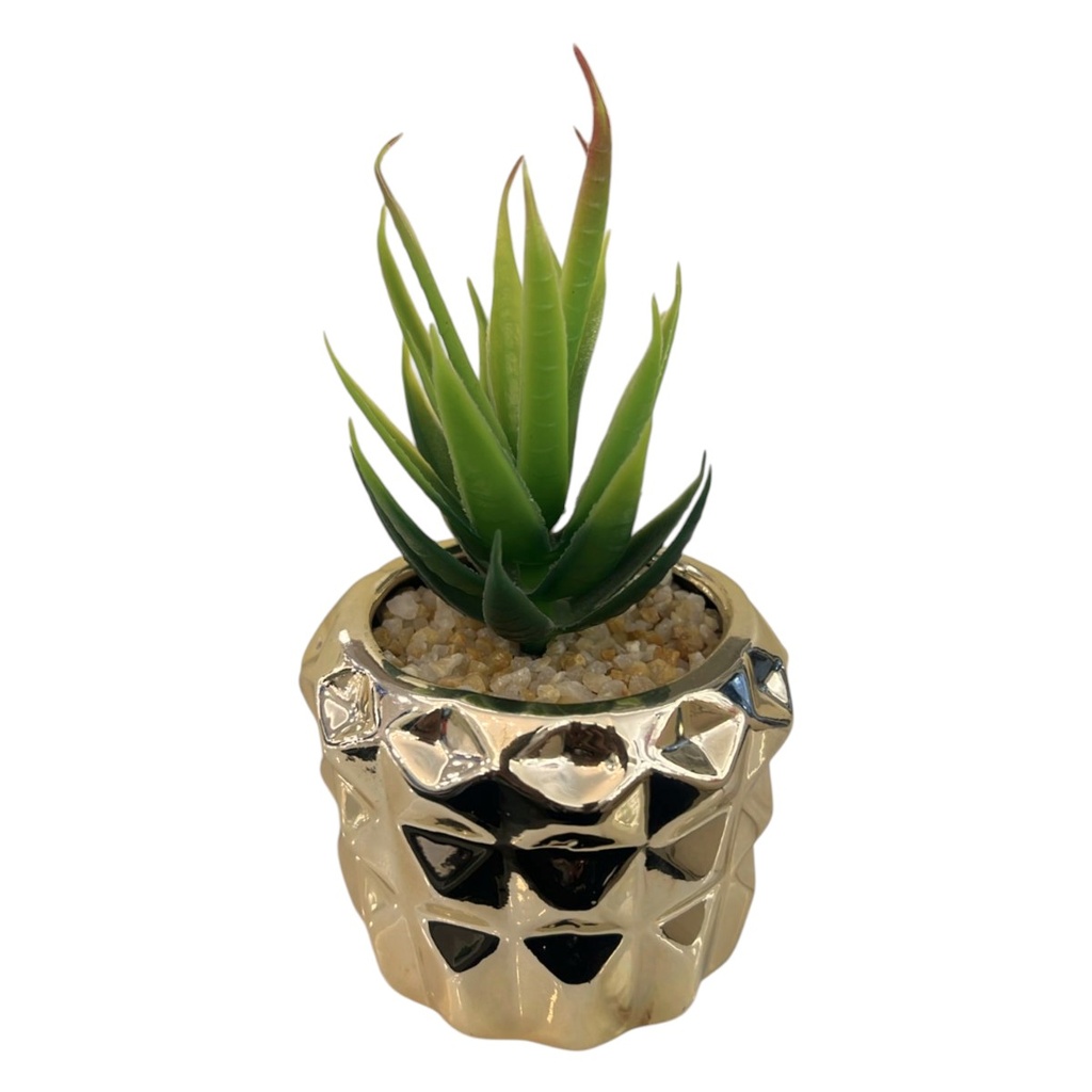 CACTUS MACETA FI-202364
