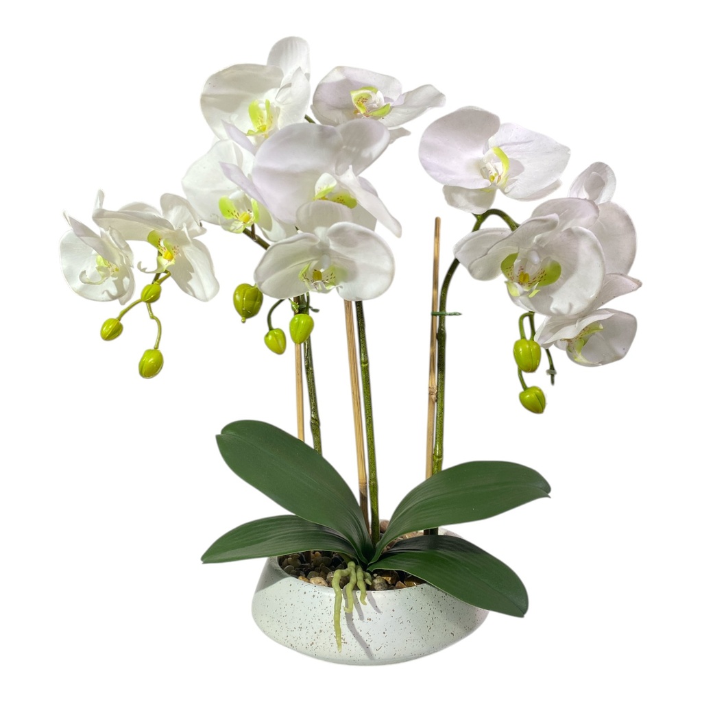 ORQUIDEA EN MACETA 12FLORES, 9BROTES 47CM