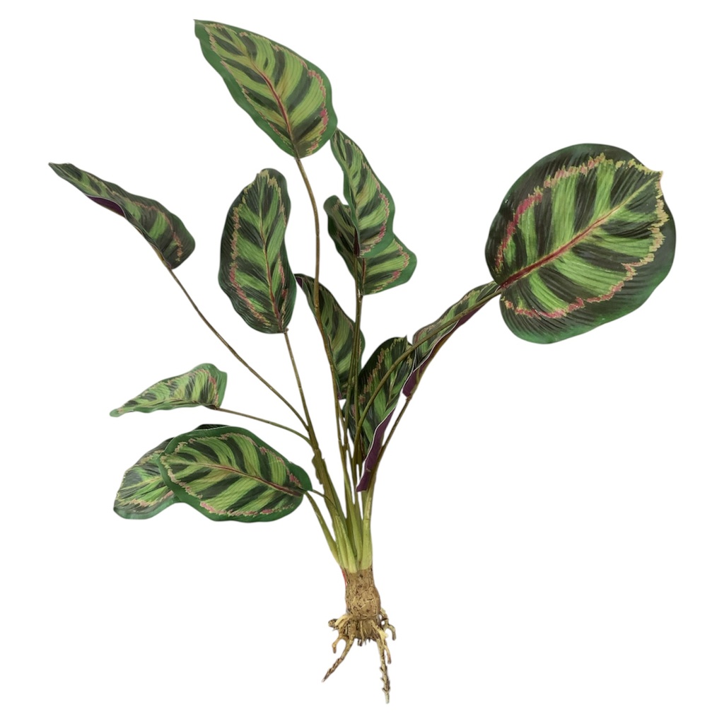 PLANTA CALATHEA CON RAIZ 55CM