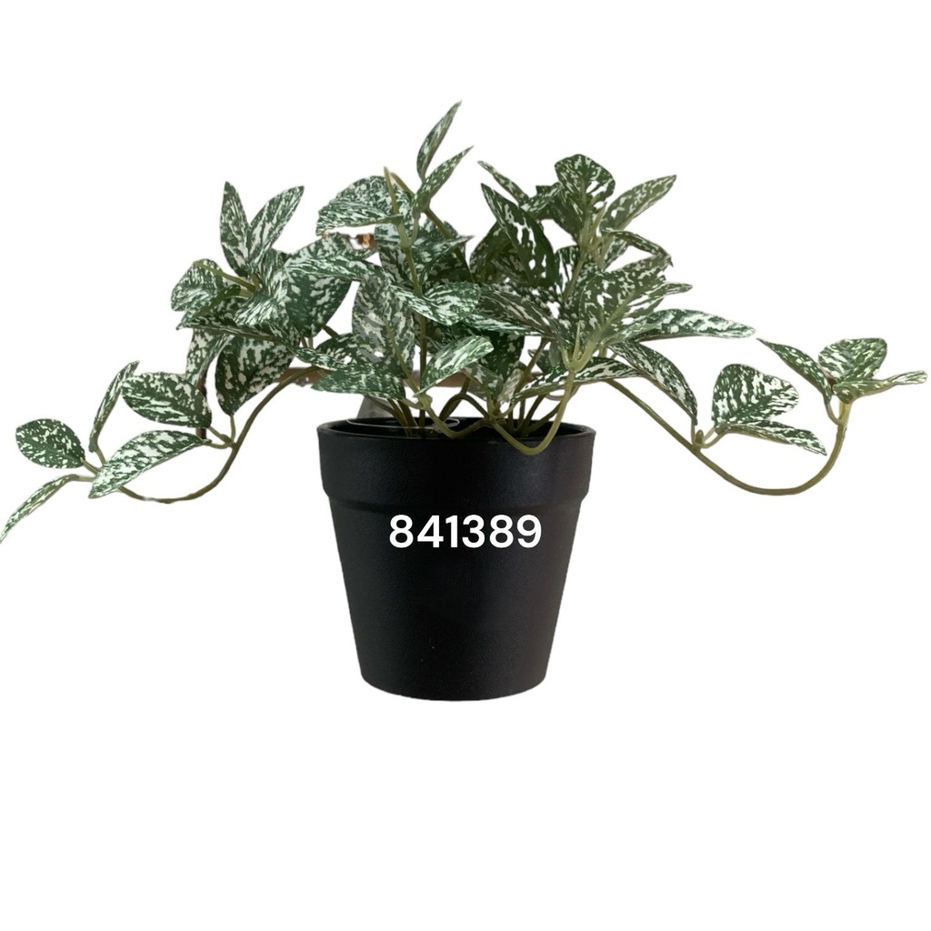 PLANTA DECORATIVA PEQUEÑA AUCUBA REF:CH06734614