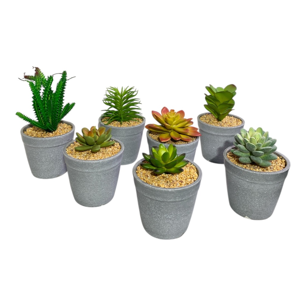 PLANTA MACETA SUCULENTA 20CM