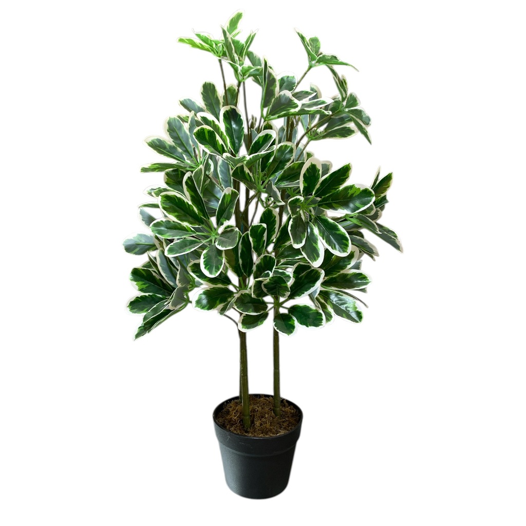 PLANTA SCHEFLERA ARBORICOLA 75CM