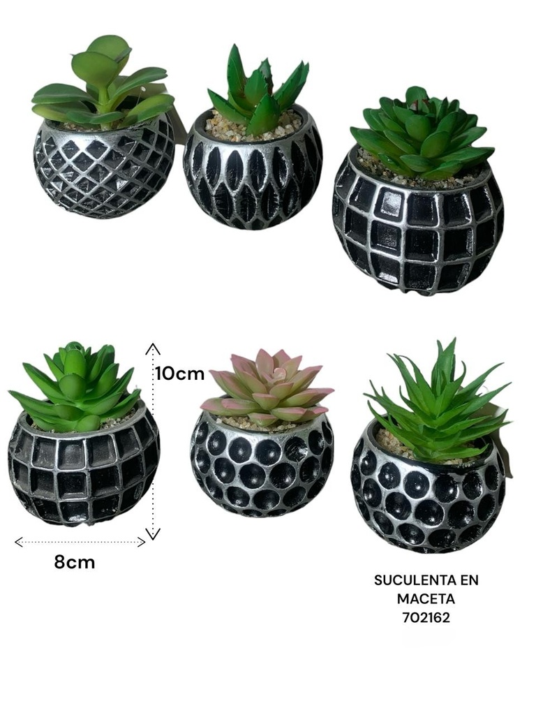 SUCULENT EN MACETA ES22729 8X10CM