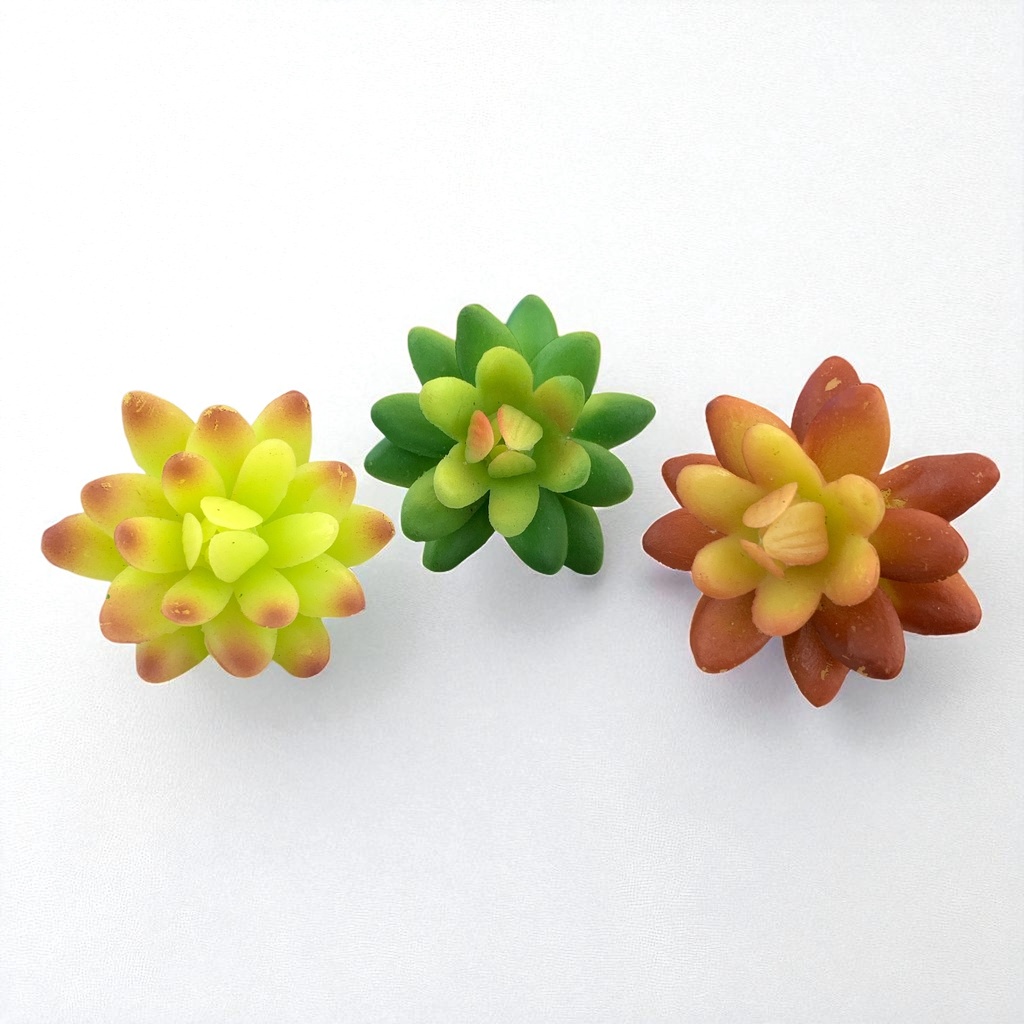SUCULENTAS Y CACTUS