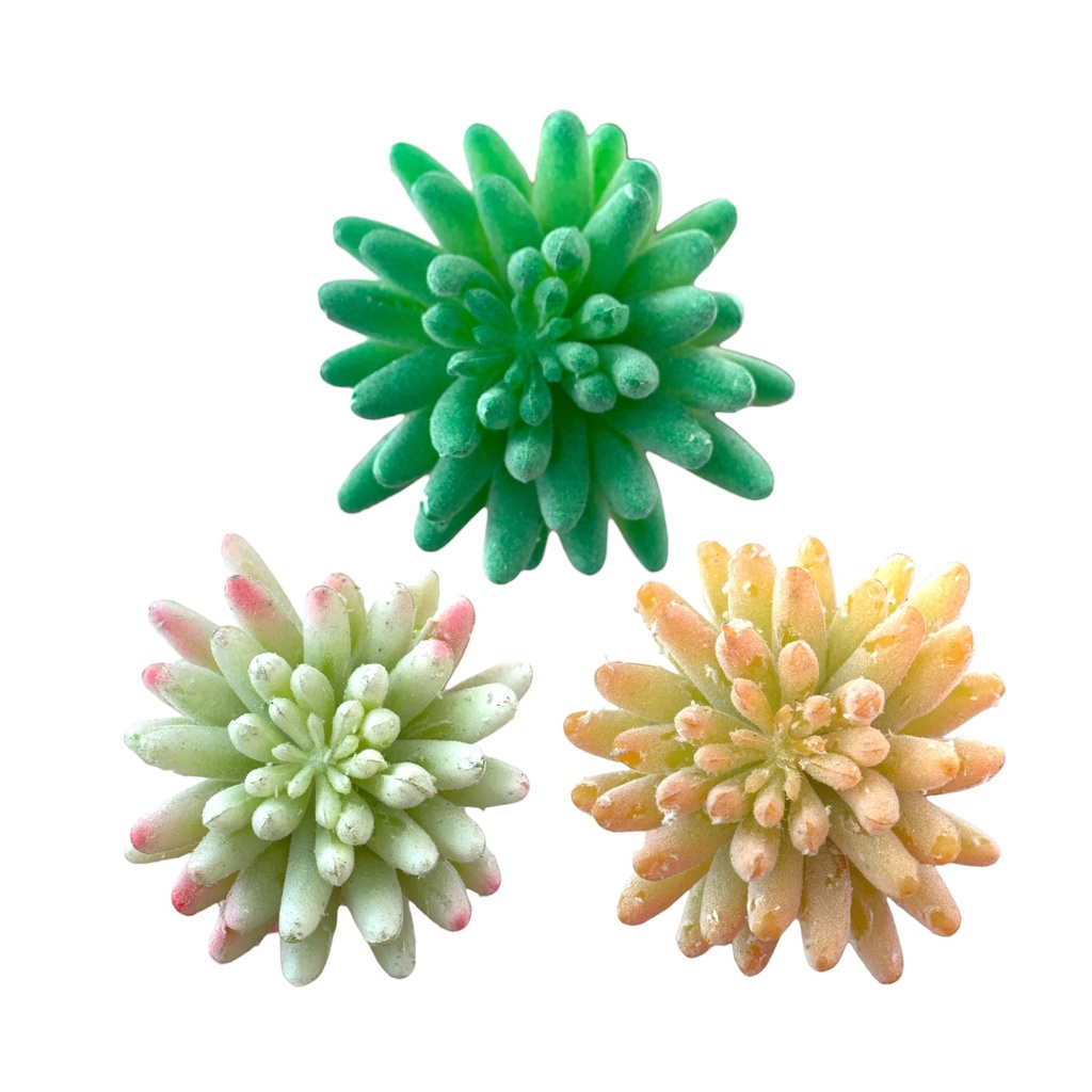 SUCULENTAS Y CACTUS