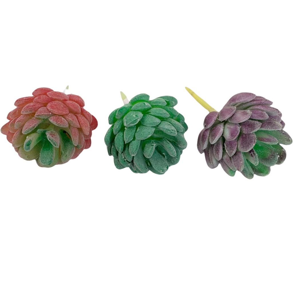 SUCULENTAS Y CACTUS