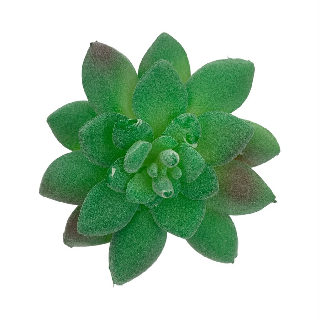 SUCULENTAS Y CACTUS