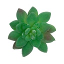 SUCULENTAS Y CACTUS