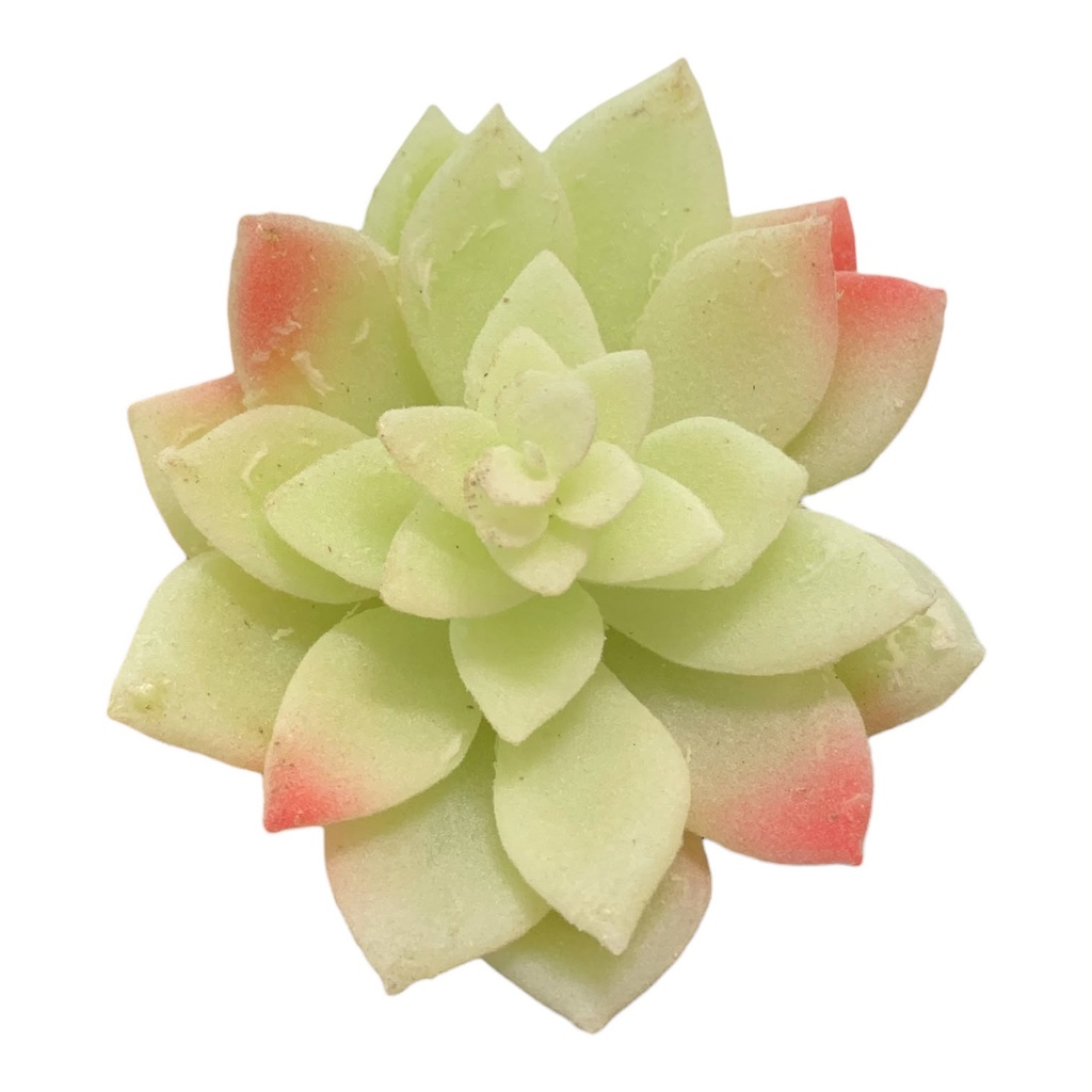 SUCULENTAS Y CACTUS