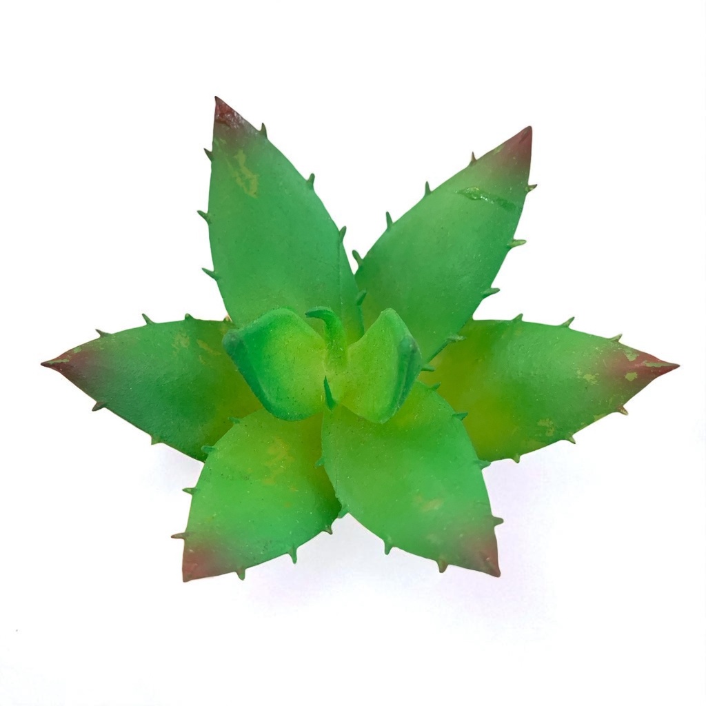 SUCULENTAS Y CACTUS