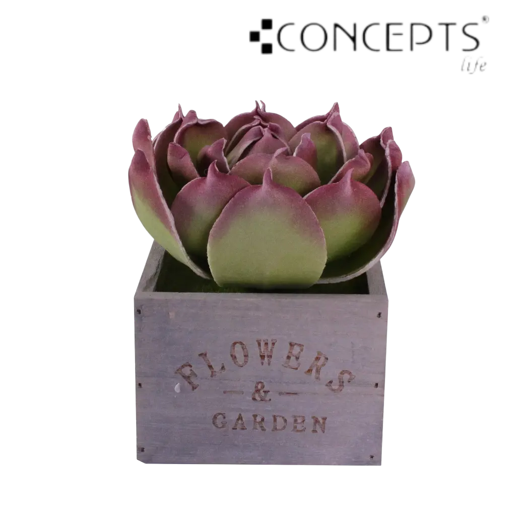 SUCULENTA CON MACETA DE MADERA 12X12X15CM