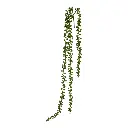 SUCULENTA COLGANTE 60CM