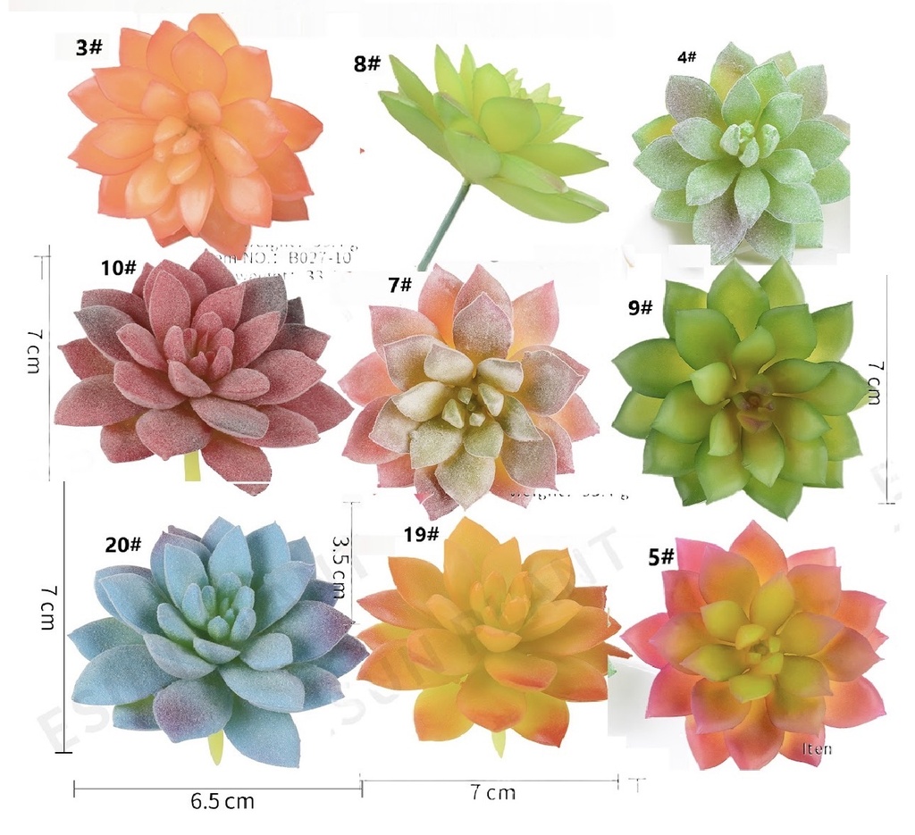 SUCULENTA 7CM 