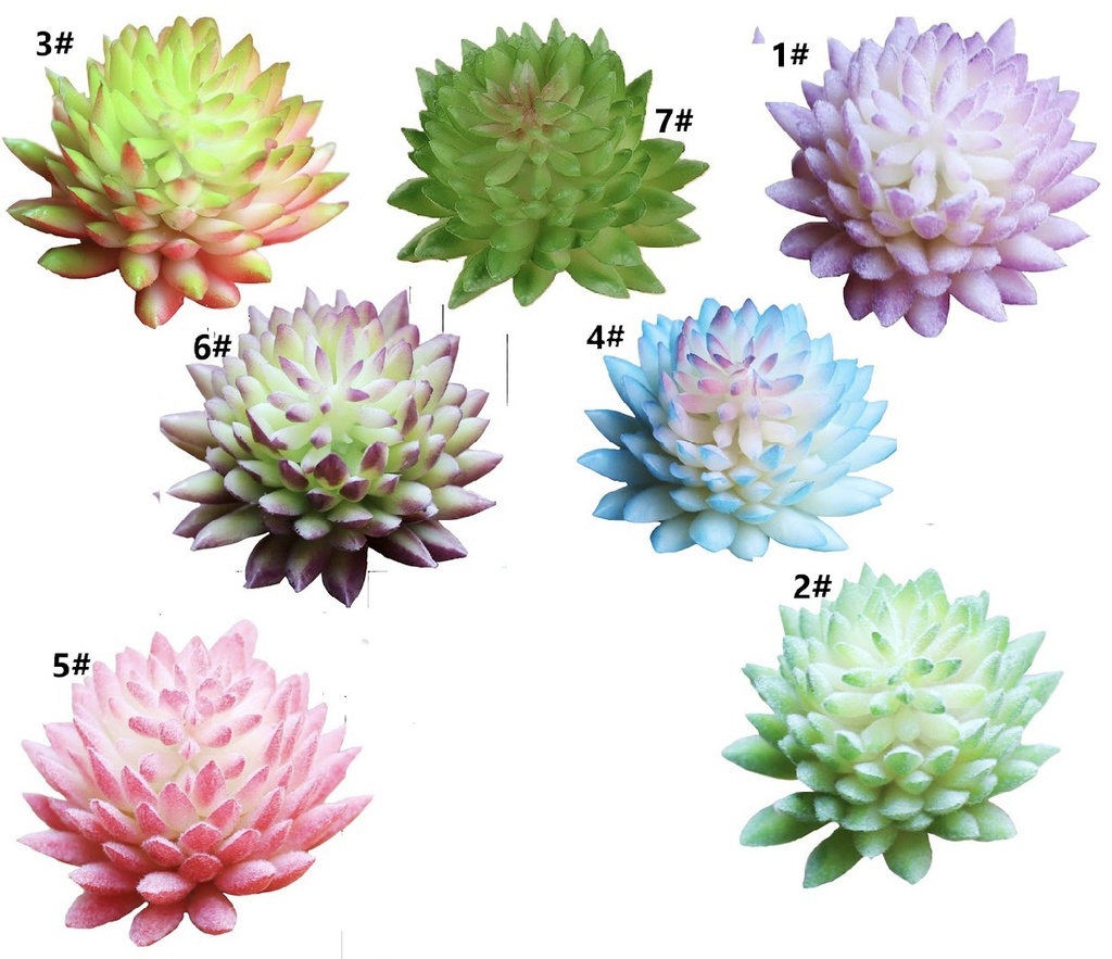 SUCULENTA 5CM