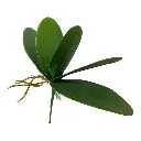 HOJA DE ORQUIDEA GRANDE 9X30CM