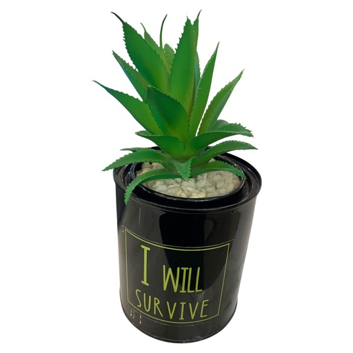 [513774045] CACTUS EN POTE NEGRO 10X11.5CM.
