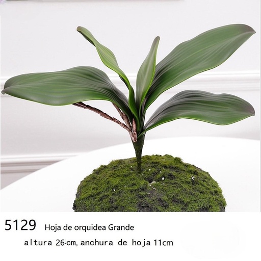[5129] HOJA DE ORQUIDEA PREMIUM GRANDE 27X8.5CM 5H