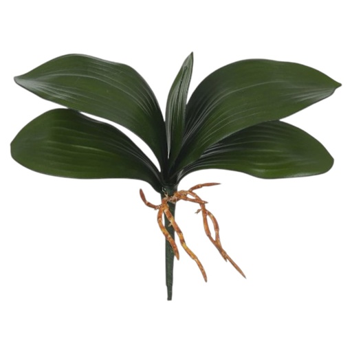 [5129] HOJA DE ORQUIDEA PREMIUM GRANDE 27X8.5CM 5H