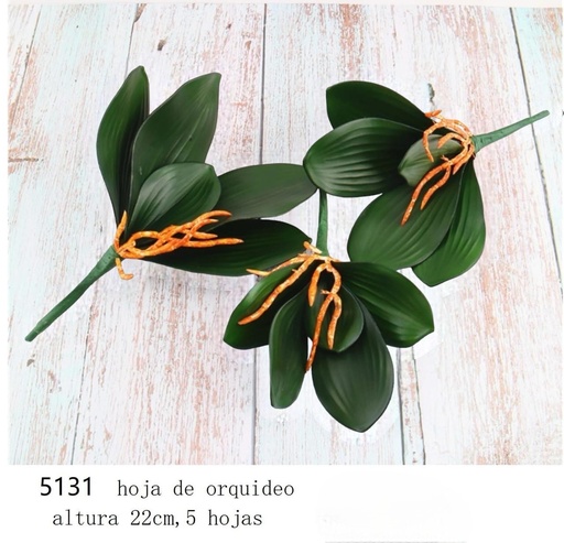 [5131] HOJA DE ORQUIDEA PEQUEÑA 22CM X7CM 5H+RAIZ