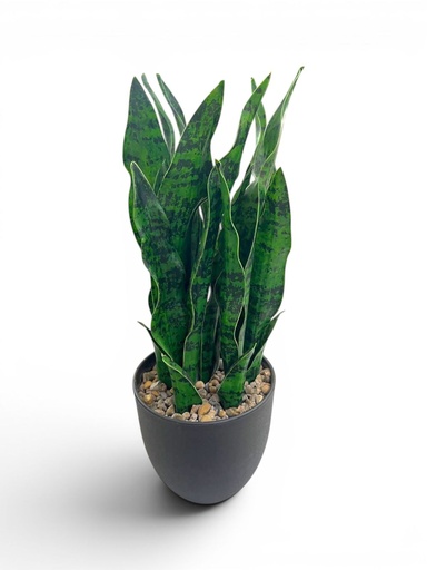[1702335017607] LENGUA DE SUEGRA ARTI/MACETA. 50CM