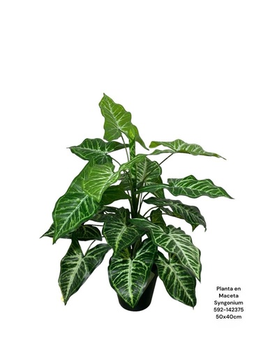 [592-142375] MACETERO PLANTA SYNGONIUM 50X40CM