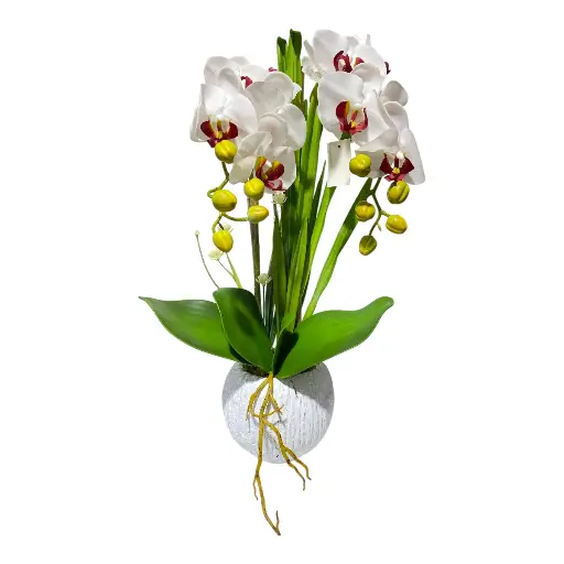 [22419] ORQUIDEA CON MACETA 53CM, 13FLORES, 10BROTES