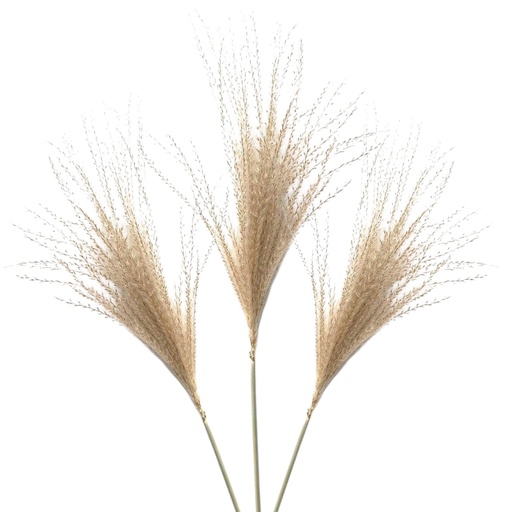 [17485] Set de 3 pampas naturales pequeñas 38CM