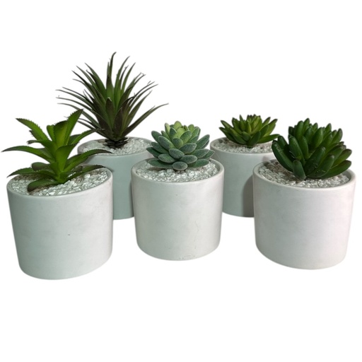 [5247845441123] PLANTA CACTUS/SUCULENTA 15CM