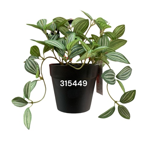 [315449] PLANTA DECORATIVA DE MESA PEPEROMIA 17CM REF:CH06734613