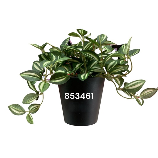 [4894616147749] PLANTA DECORATIVA PEQUEÑA TRADESCANTIA REF:CH06733708