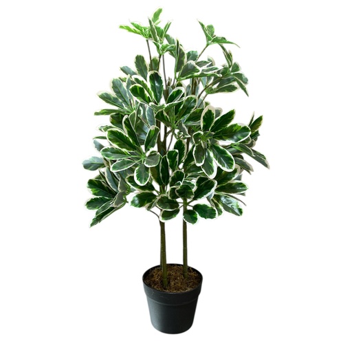 [22463] PLANTA SCHEFLERA ARBORICOLA 75CM