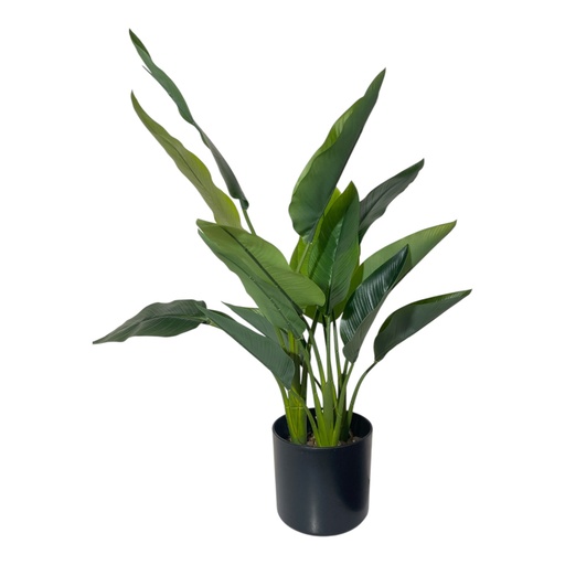 [384510] STRELITZIA, AVE DEL PARAISO CH10832913 70X20CM