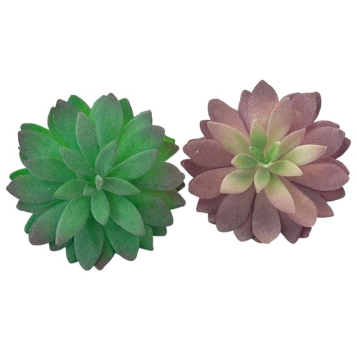[WX07-07] SUCULENTAS Y CACTUS