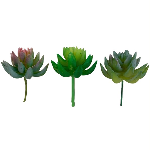 [WX07-02] SUCULENTAS Y CACTUS