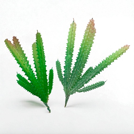 [WX06-03] SUCULENTAS Y CACTUS