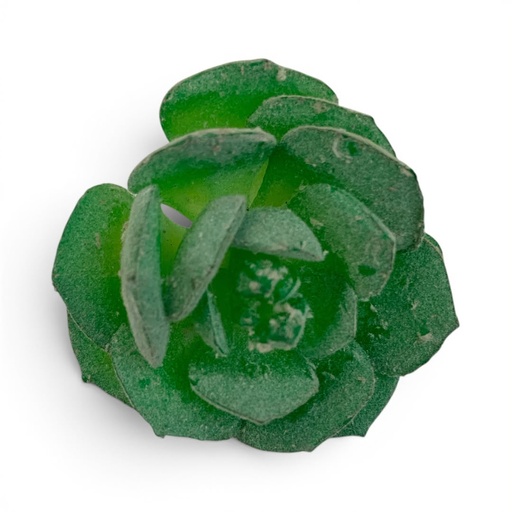 [WX06-05] SUCULENTAS Y CACTUS