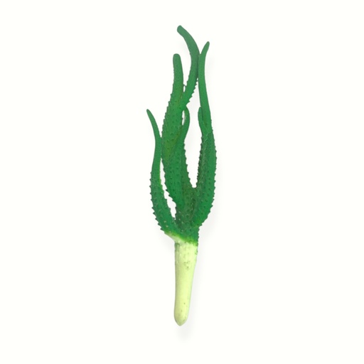 [WX06-02] SUCULENTAS Y CACTUS