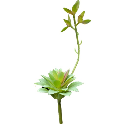 [YB296] SUCULENTA 15CM
