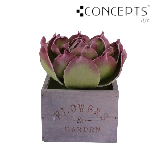 [7450009706121] SUCULENTA CON MACETA DE MADERA 12X12X15CM