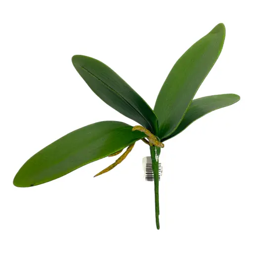 [5116821676] HOJA DE ORQUIDEA PEQUEÑA 25X8CM